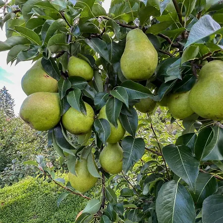 Villa Sarajevo Vares